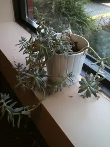 plant mel